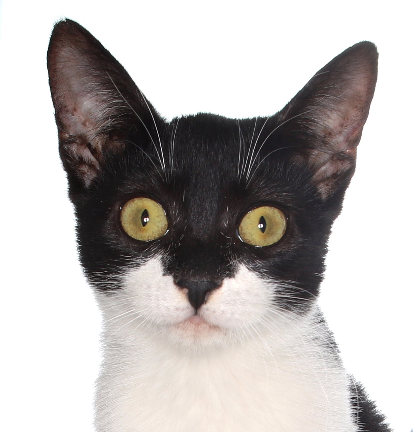 Milo Image