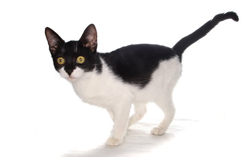 MILO - Domestic Short Hair available for adoption