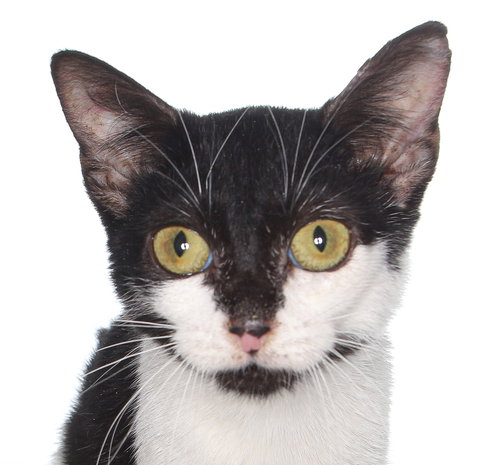 BAKER - Domestic Short Hair available for adoption