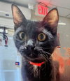 Willow - PetSmart Aventura - Photo 1