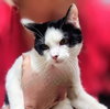 Bonnie - PetSmart Aventura - Photo 1