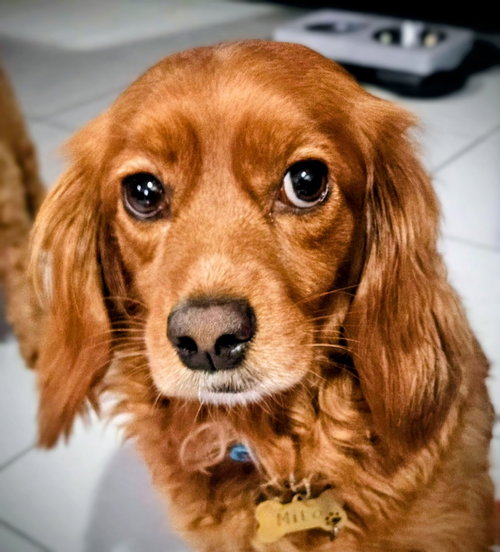 picture of the dog needing adoption