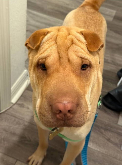 NEO - Shar Pei available for adoption