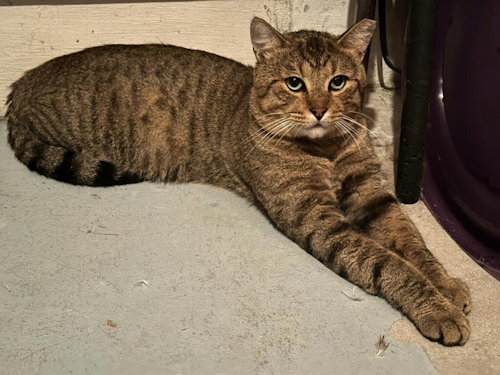 Buddy - Petsmart Plantation Foster Home Image