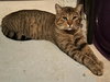 Buddy - Petsmart Plantation Foster Home - Photo 1
