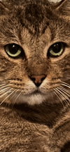 Buddy - Petsmart Plantation Foster Home - Photo 2