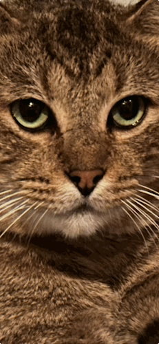 BUDDY - PETSMART PLANTATION FOSTER HOME - Domestic Short Hair available for adoption