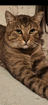 Buddy - Petsmart Plantation Foster Home - Photo 3