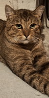 Buddy - Petsmart Plantation Foster Home - Photo 4