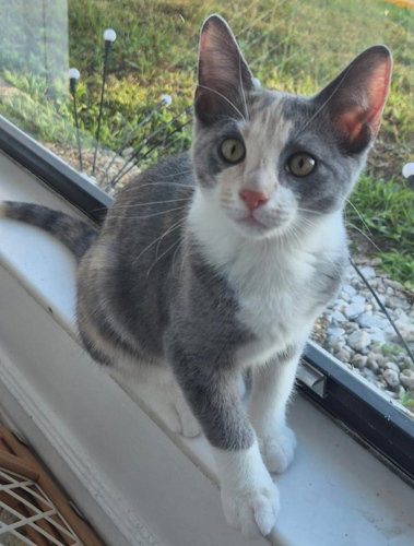 KIKKI -  PETSMART PLANTATION FOSTER HOME - Domestic Short Hair available for adoption