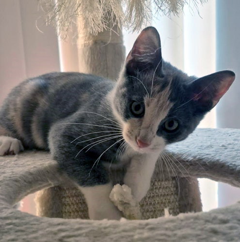 KIKKI -  PETSMART PLANTATION FOSTER HOME - Domestic Short Hair available for adoption