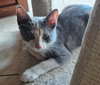 Kikki -  Petsmart Plantation Foster Home - Photo 3