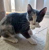 Kikki -  Petsmart Plantation Foster Home - Photo 4