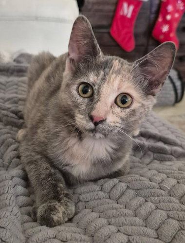 Luna - Petsmart Plantation Foster Home Image