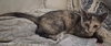 Luna - Petsmart Plantation Foster Home - Photo 2