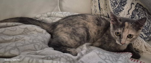 LUNA - PETSMART PLANTATION FOSTER HOME - Domestic Short Hair available for adoption
