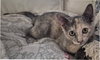 Luna - Petsmart Plantation Foster Home - Photo 3