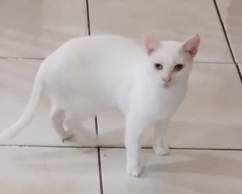 MOSES - Domestic Short Hair available for adoption