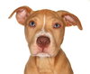 Bonzi - Photo 1