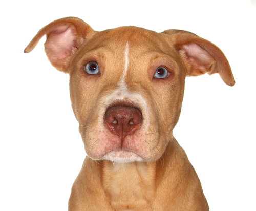 BONZI - Labrador Retriever available for adoption