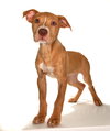 Bonzi - Photo 2