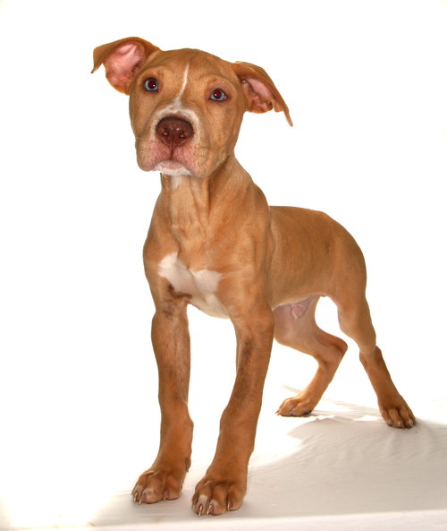 BONZI - Labrador Retriever available for adoption