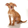 Bonzi - Photo 3