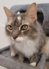 Tuesday - Petsmart Plantation Foster Home - Photo 1