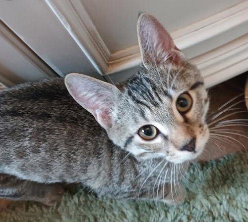 KEITH RICHARDS - PETSMART PLANTATION FOSTER HOME - Domestic Short Hair available for adoption