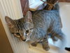 Keith Richards - Petsmart Plantation Foster Home - Photo 2