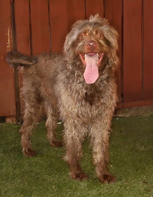 GARRISON - Golden Retriever / Poodle (Standard) available for adoption