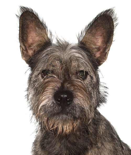 MARCUS - Schnauzer / Terrier available for adoption