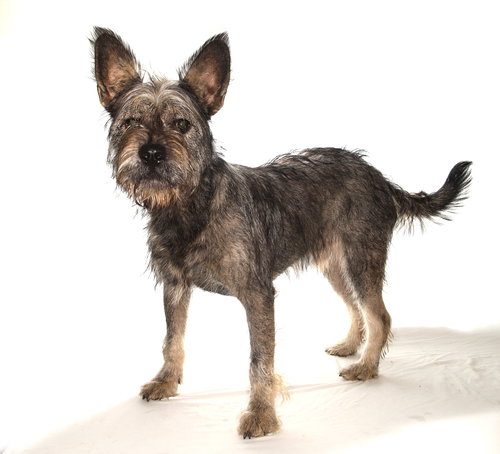 MARCUS - Schnauzer / Terrier available for adoption
