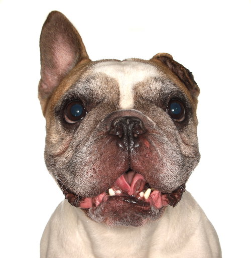 KOBI - French Bulldog available for adoption
