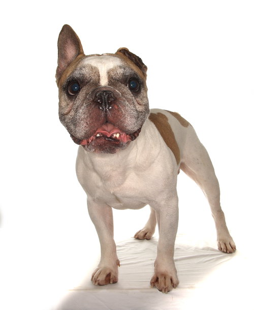 KOBI - French Bulldog available for adoption