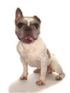 Kobi - Photo 3