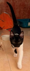 MooMoo - Petsmart Plantation Foster Home - Photo 3