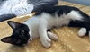 MooMoo - Petsmart Plantation Foster Home - Photo 4
