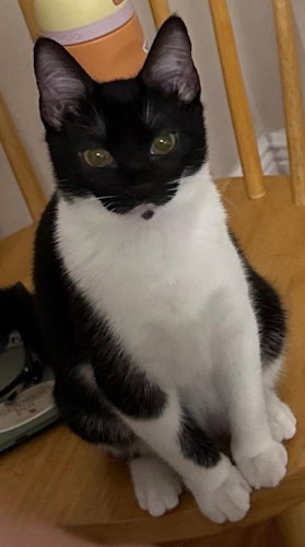 MOOMOO - PETSMART PLANTATION FOSTER HOME - Domestic Short Hair available for adoption