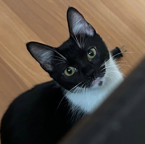 MooMoo - Petsmart Plantation Foster Home Image