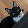 MooMoo - Petsmart Plantation Foster Home - Photo 1