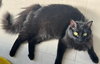 Beanie and Frida-PetsmartPlantationFosterHome - Photo 1