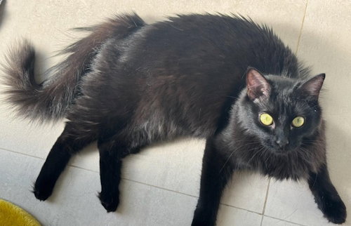 BEANIE AND FRIDA-PETSMARTPLANTATIONFOSTERHOME - Domestic Short Hair available for adoption