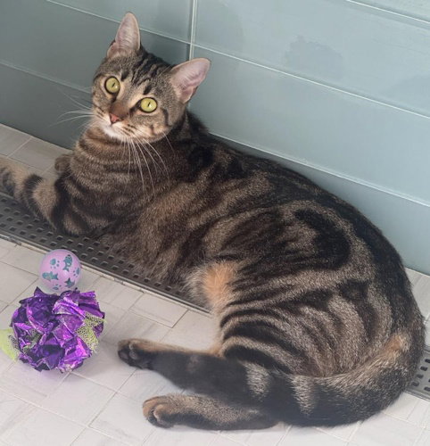 BEANIE AND FRIDA-PETSMARTPLANTATIONFOSTERHOME - Domestic Short Hair available for adoption