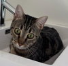 Beanie and Frida-PetsmartPlantationFosterHome - Photo 4
