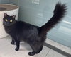 Beanie and Frida-PetsmartPlantationFosterHome - Photo 3