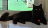 Beanie and Frida-PetsmartPlantationFosterHome - Photo 5