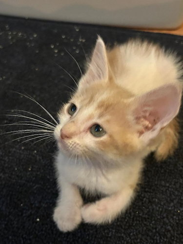 Creamsicle - Petsmart Plantation Foster Home Image