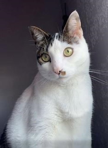 Larry the Cat Image