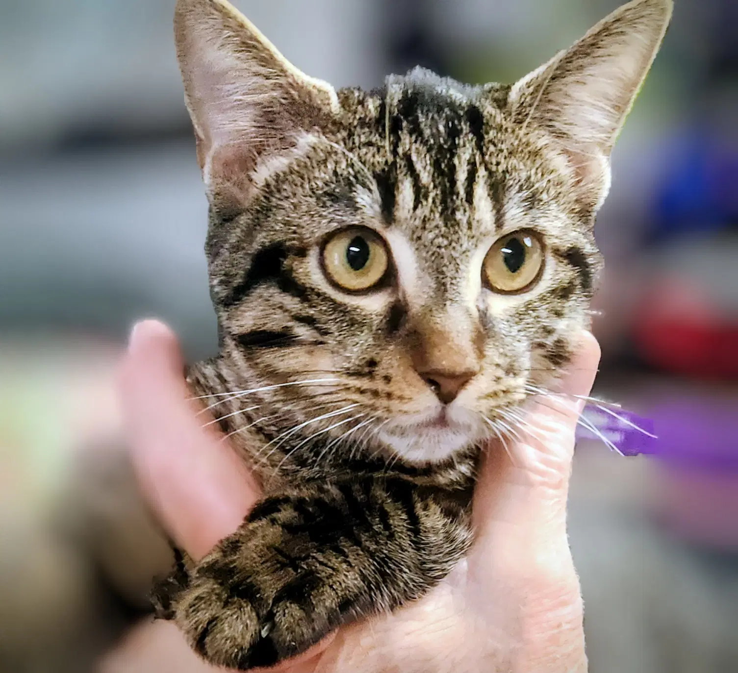 Clint -Psa - Domestic Short Hair
